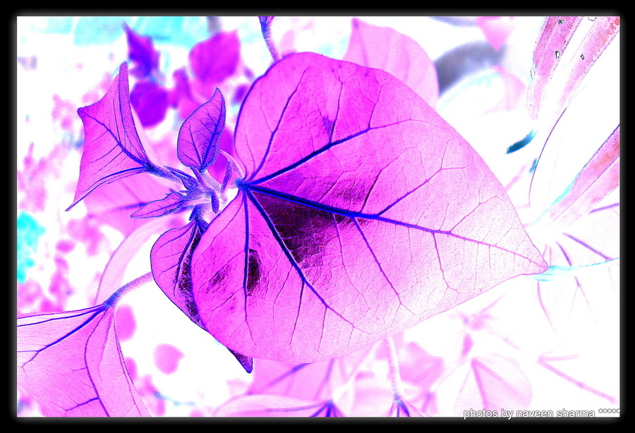 Inverting colours art lesson