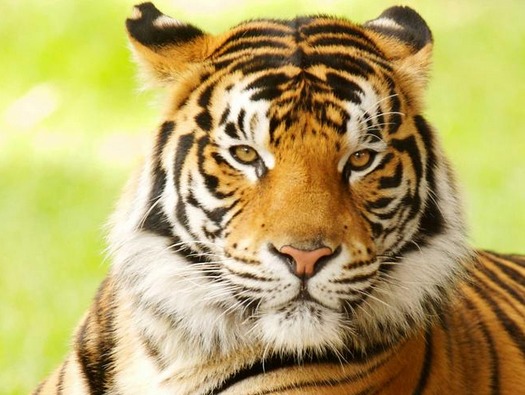Bengal Tigers Teaching Resource – Reading in Grade 1/2