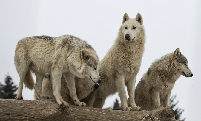 Wolves – Mini Unit on Information Texts for Year 1/2